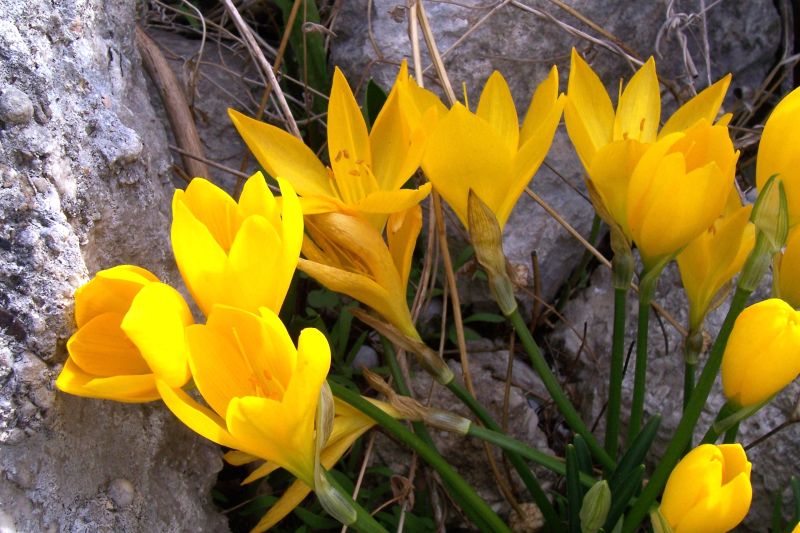 Sternbergia lutea / Zafferanastro giallo